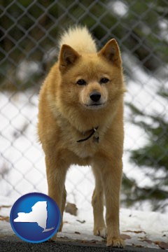 a Finnish Spitz dog in a kennel, with a blurred chain-link fence - with New York icon