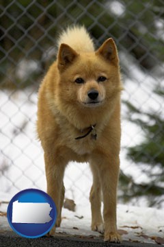 a Finnish Spitz dog in a kennel, with a blurred chain-link fence - with Pennsylvania icon
