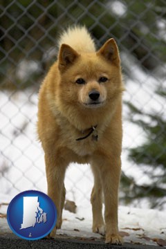 a Finnish Spitz dog in a kennel, with a blurred chain-link fence - with Rhode Island icon