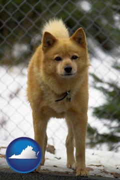 a Finnish Spitz dog in a kennel, with a blurred chain-link fence - with Virginia icon
