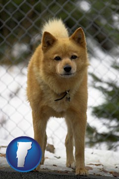 a Finnish Spitz dog in a kennel, with a blurred chain-link fence - with Vermont icon