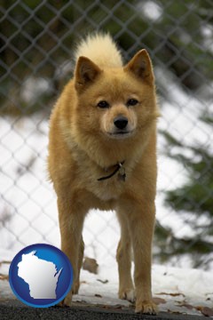 a Finnish Spitz dog in a kennel, with a blurred chain-link fence - with Wisconsin icon