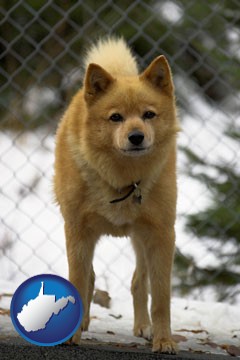 a Finnish Spitz dog in a kennel, with a blurred chain-link fence - with West Virginia icon