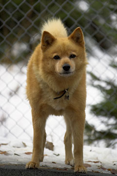 a Finnish Spitz dog in a kennel, with a blurred chain-link fence