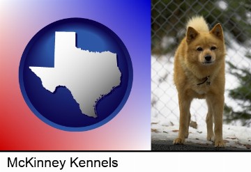 a Finnish Spitz dog in a kennel, with a blurred chain-link fence in McKinney, TX